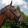 Stang en Trens Hoofdstel
