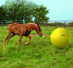 Alternative view of Maximus Power Play Ball